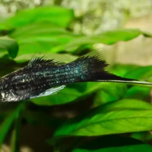 Neu Schwertträger schwarz (Xiphophorus helleri var.)